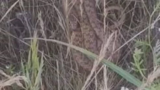 Arazide kenetlenen 2 metrelik yılanı görünce 'Ahtapot Necdet' dedi, o anlar güldürdü