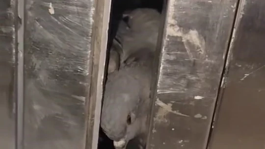 Asansöre sıkışan güvercini kurtaran şahıs, avcuyla su verdi