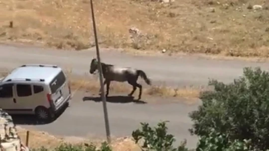 Atı aracın arkasına bağlayıp koşturan şahsa ceza