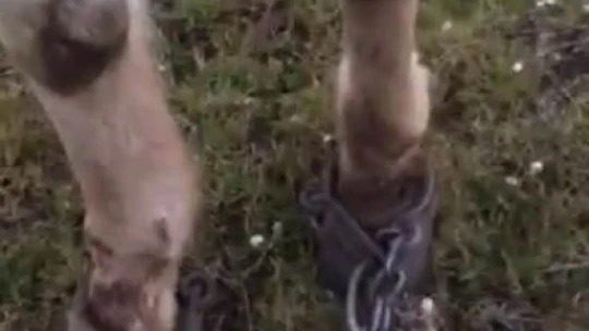 Atı ayaklarından zincirleyip ölüme terk ettiler