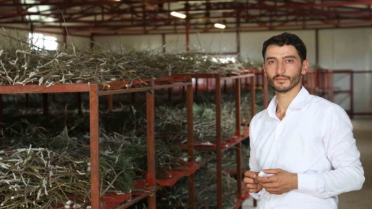 Babaannesinden esinlendi, Elazığ tarihinin en büyük ipek böcekçiliği çiftliğini kurdu