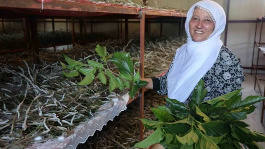Babaannesinden esinlendi, Elazığ tarihinin en büyük ipek böcekçiliği çiftliğini kurdu