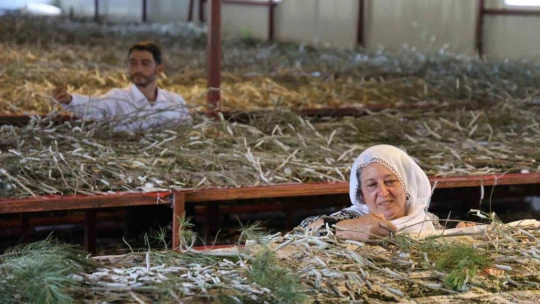 Babaannesinden esinlendi, Elazığ tarihinin en büyük ipek böcekçiliği çiftliğini kurdu