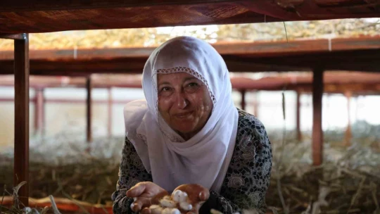 Babaannesinden esinlendi, Elazığ tarihinin en büyük ipek böcekçiliği çiftliğini kurdu