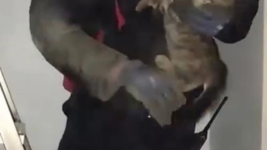 Bacadan düşüp mahsur kalan kediyi itfaiye kurtardı, ev sahibi kediyi sahiplendi