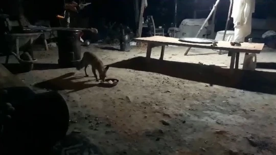 Bahçesine ve evine gelen tilkiyi elleriyle besliyor