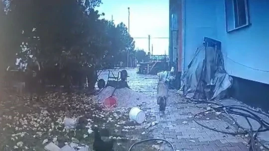 Bahçeye giren köpek, kaşla göz arasında tavuğu kaçırdı