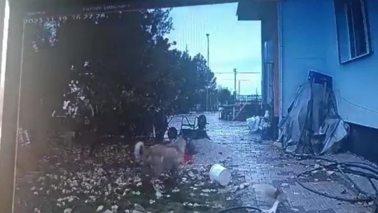 Bahçeye giren köpek, kaşla göz arasında tavuğu kaçırdı