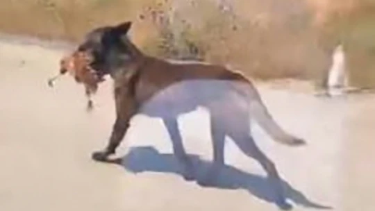 Bahçeye giren köpek tavuğu telef etti