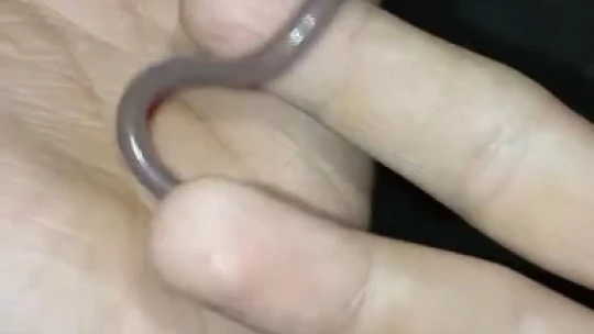 Buldukları yavru yılanı ellerine alıp oynadılar