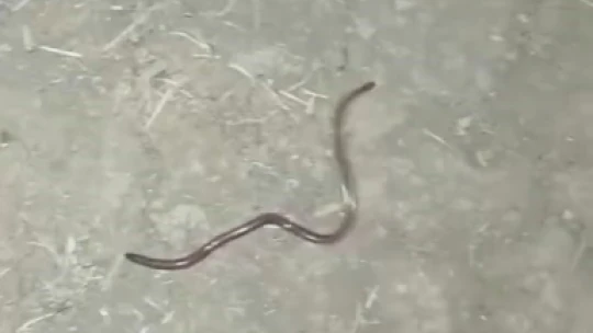 Buldukları yavru yılanı ellerine alıp oynadılar