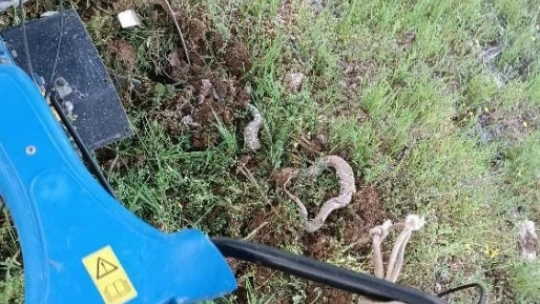 Çapa makinesine takılan 3 metrelik dev yılan paniğe neden oldu