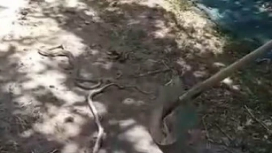 Cuma namazı için evden çıktı, bahçede gördüğü manzara karşısında neye uğradığını şaşırdı