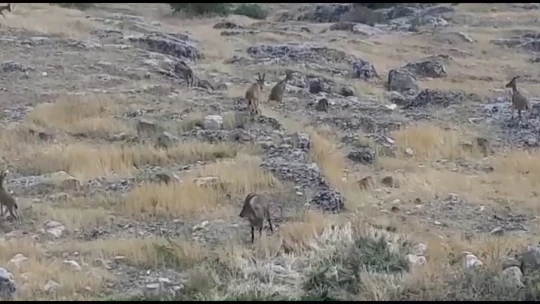 Dağ keçileri sürü halinde Harput'ta görüntülendi