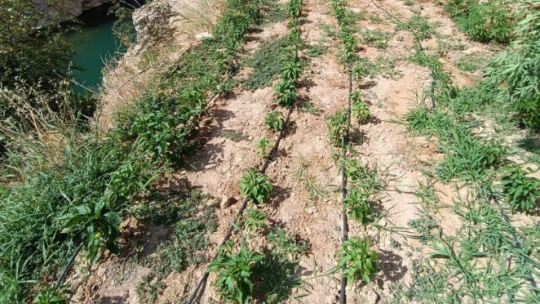 Damla sulama sistemiyle kenevir yetiştiren şüpheli suçüstü yakalandı