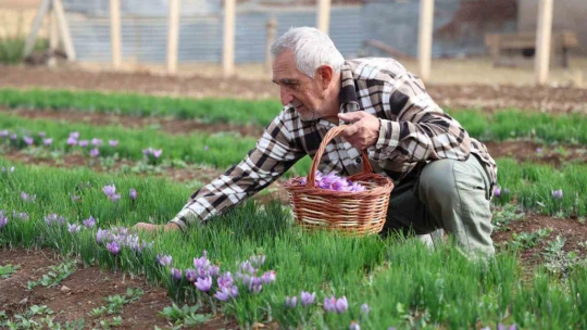 Deneme amaçlı başladı, kilosu 200 bin liraya satılıyor