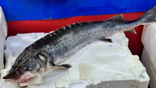 Dinozorlar döneminden günümüze gelen bu balığın havyarı 2 milyon lira