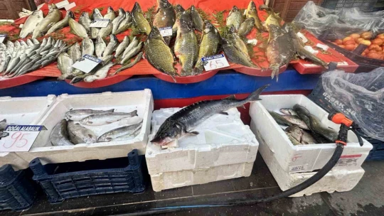 Dinozorlar döneminden günümüze gelen bu balığın havyarı 2 milyon lira