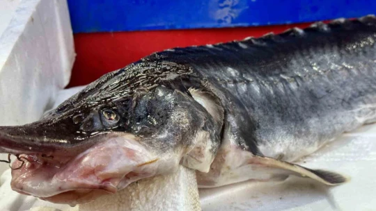 Dinozorlar döneminden günümüze gelen bu balığın havyarı 2 milyon lira