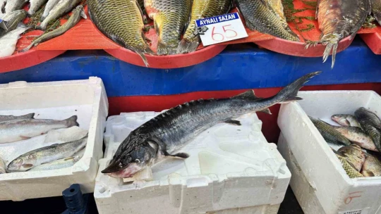 Dinozorlar döneminden günümüze gelen bu balığın havyarı 2 milyon lira