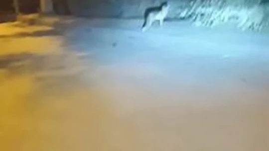Doğal ortamlarında yiyecek bulamayan yaban hayvanları şehir merkezini mesken tuttu