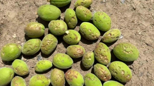 Dolu, kayısı ağaçlarına zarar verdi