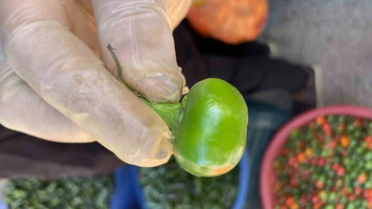 Domates görünümlü biberler ilgi odağı oldu