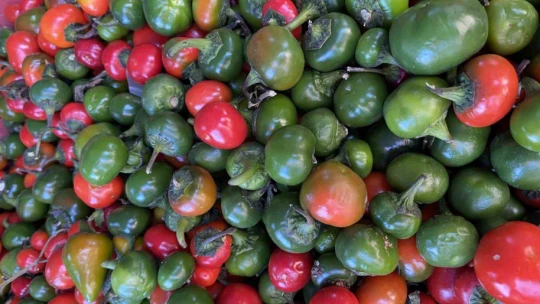 Domates görünümlü biberler ilgi odağı oldu