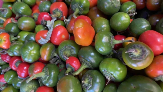 Domates görünümlü biberler ilgi odağı oldu