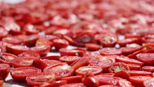 Dünya sofralarını Elazığ süslüyor: Tonlarca domates ihraç ediliyor