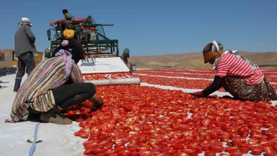 Dünya sofralarını Elazığ süslüyor: Tonlarca domates ihraç ediliyor