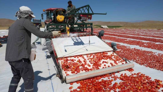 Dünya sofralarını Elazığ süslüyor: Tonlarca domates ihraç ediliyor