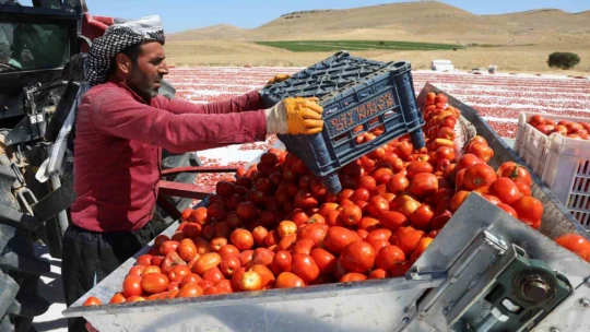 Dünya sofralarını Elazığ süslüyor: Tonlarca domates ihraç ediliyor