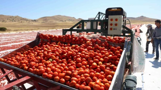 Dünya sofralarını Elazığ süslüyor: Tonlarca domates ihraç ediliyor