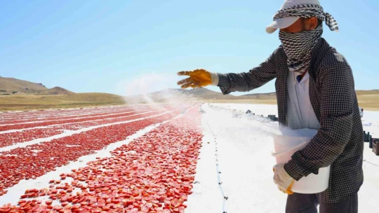 Dünya sofralarını Elazığ süslüyor: Tonlarca domates ihraç ediliyor