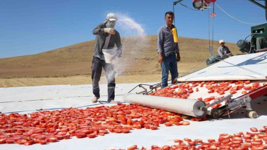 Dünya sofralarını Elazığ süslüyor: Tonlarca domates ihraç ediliyor