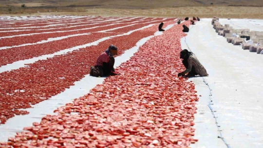 Dünya sofralarını Elazığ süslüyor: Tonlarca domates ihraç ediliyor