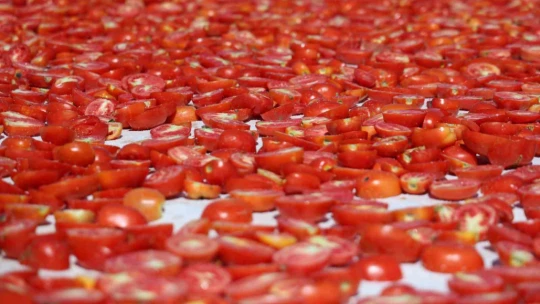 Dünya sofralarını Elazığ süslüyor: Tonlarca domates ihraç ediliyor