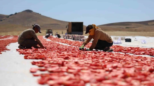 Dünya sofralarını Elazığ süslüyor: Tonlarca domates ihraç ediliyor
