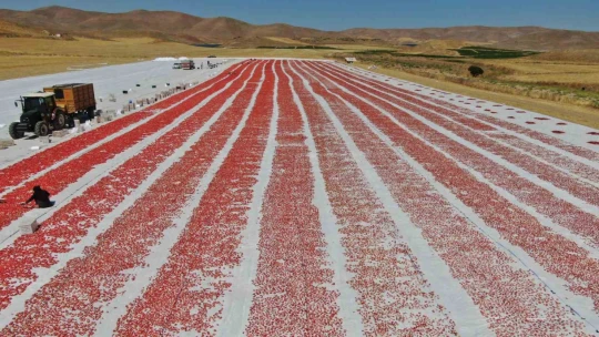 Dünya sofralarını Elazığ süslüyor: Tonlarca domates ihraç ediliyor