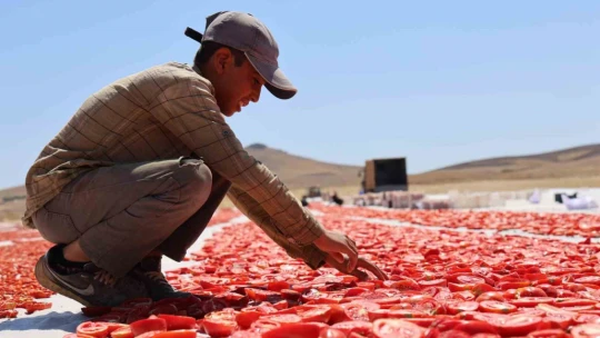 Dünya sofralarını Elazığ süslüyor: Tonlarca domates ihraç ediliyor