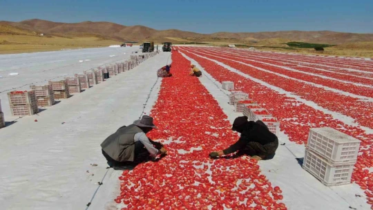Dünya sofralarını Elazığ süslüyor: Tonlarca domates ihraç ediliyor