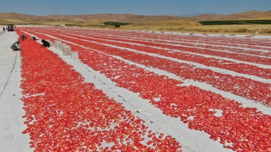 Dünya sofralarını Elazığ süslüyor: Tonlarca domates ihraç ediliyor