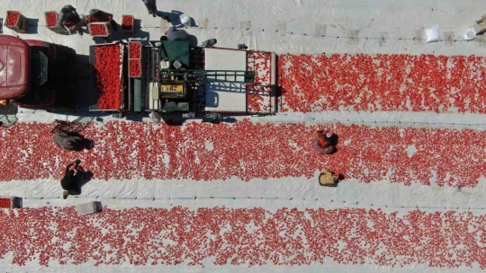 Dünya sofralarını Elazığ süslüyor: Tonlarca domates ihraç ediliyor