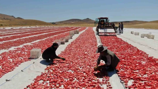 Dünya sofralarını Elazığ süslüyor: Tonlarca domates ihraç ediliyor