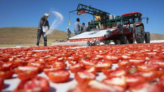 Dünya sofralarını Elazığ süslüyor: Tonlarca domates ihraç ediliyor