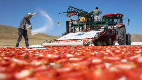 Dünya sofralarını Elazığ süslüyor: Tonlarca domates ihraç ediliyor