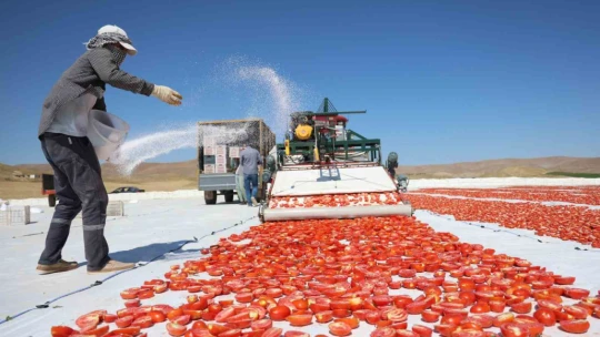 Dünya sofralarını Elazığ süslüyor: Tonlarca domates ihraç ediliyor