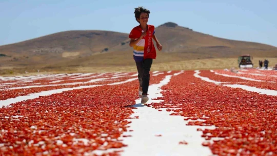 Dünya sofralarını Elazığ süslüyor: Tonlarca domates ihraç ediliyor