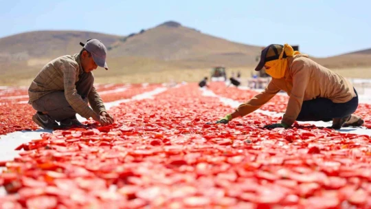 Dünya sofralarını Elazığ süslüyor: Tonlarca domates ihraç ediliyor